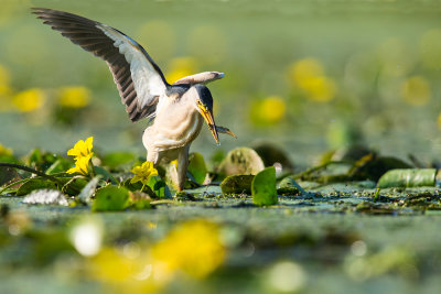 Marsh birds-bulgary