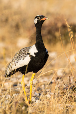 Namibia