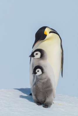 Emperor Penguin 2018