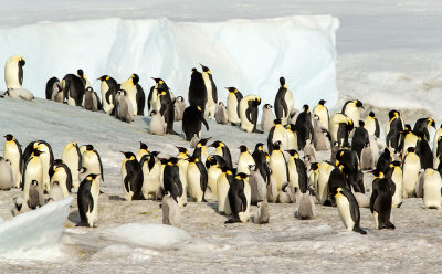 Emperor Penguin colony