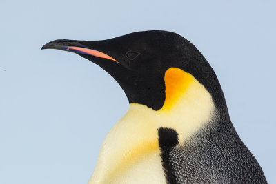 Emperor penguin adults