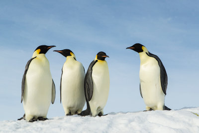 Emperor penguin adults
