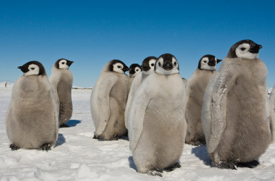 Playing Emperor penguin chicken