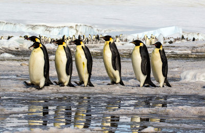 Marching Emperor penguins