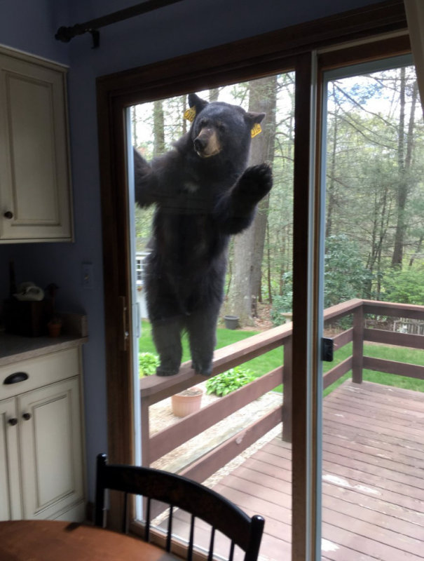 bearMay17.jpg