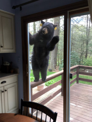 bearMay17.jpg