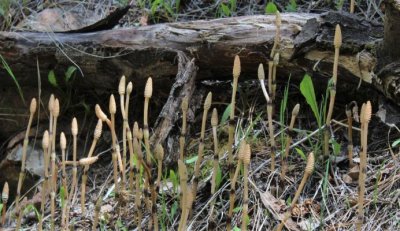 Spore-production, Equisetum hyemale