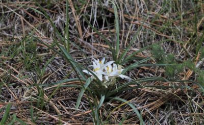 Sand Lily, Leucocrinum montanum