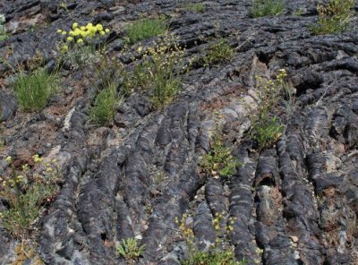 A Patch of Pahoehoe