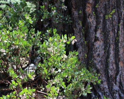 Manzanita against a pine