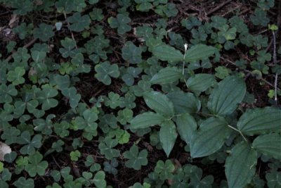Redwood Sorrel and Wartberry Fairybell