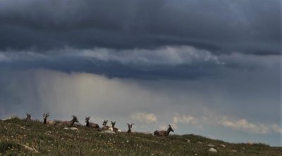 Bighorn Sheep Loafing