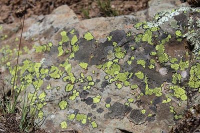 Sun-loving Lichen