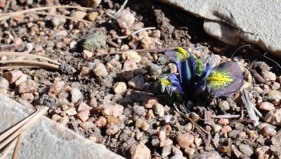 Netted Iris