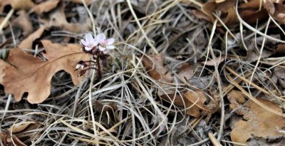 Western Spring Beauty