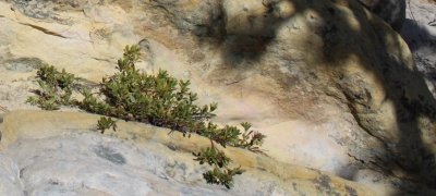 Arctostaphylos uva-ursi, Bearberry