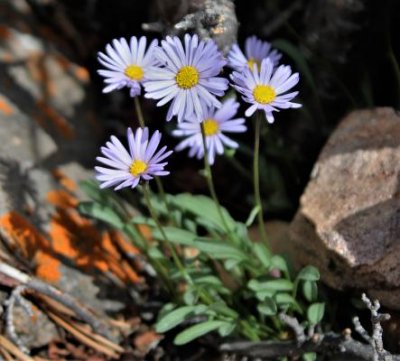 Daisies in a Sea of Rock