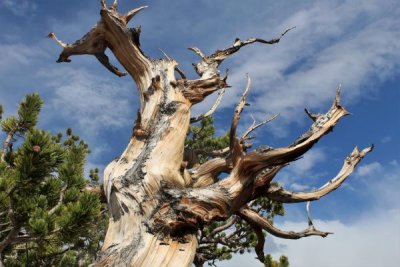 Reaching Bristlecone Pine