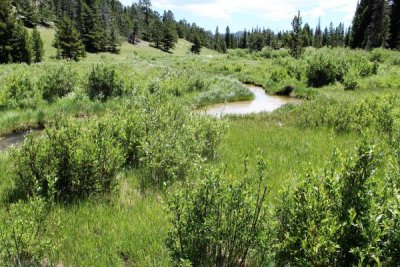 A Former Beaver Pond