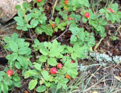 Rose and Hips