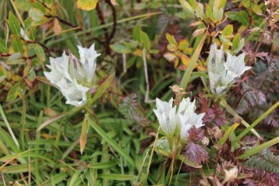 Gentiana algida, Arctic Gentian