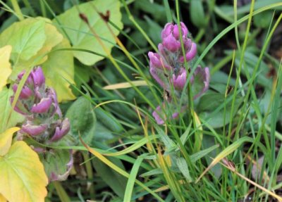 Rose Paintbrush