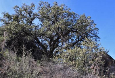 Grey Oak, Quercus grisea