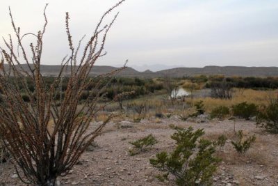 Ocotillo, Fouquieria splendens