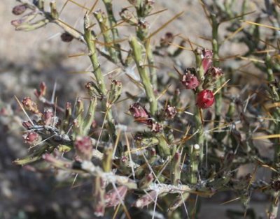 Cylindropuntia leptocaulis, Christmas Cholla