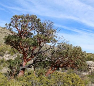 Texas Madrone