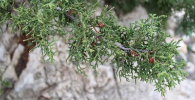 Redberry Juniper, Juniperus coahuilensis
