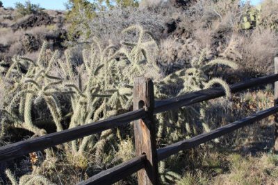 Tree Cholla, Getting Assertive