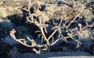 Tree Cholla Dancing With the Wind