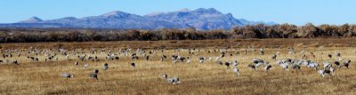 Sandhill Cranes