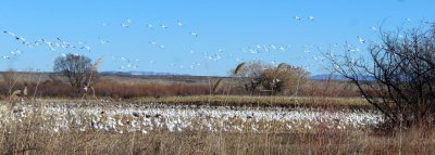 Snow Geese 