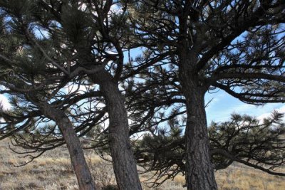 Ponderosa Pines on Mt. Galbraith