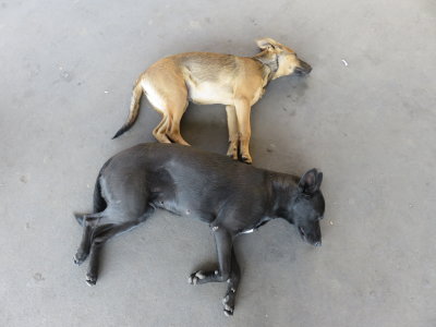 Cairo stray dogs
