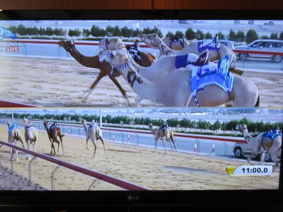 Dubai camel racing on TV