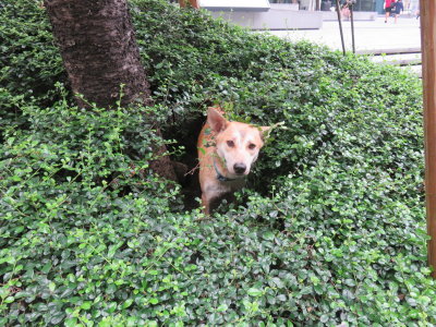 Bangkok stray dog