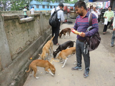 Kolkata feeding stray dogs