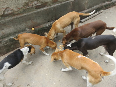 Kolkata stray dogs