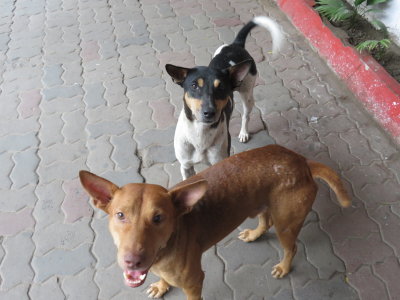 Kolkata stray dogs