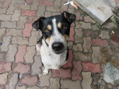Kolkata stray dog