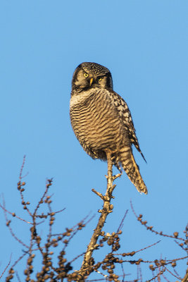 northern hawk owl 022617_MG_3754 