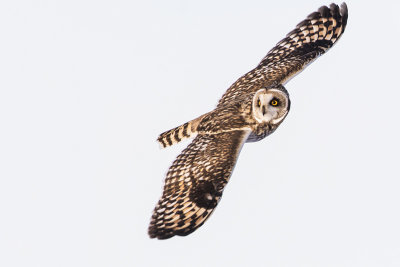 short-eared owl 022717_MG_4053 