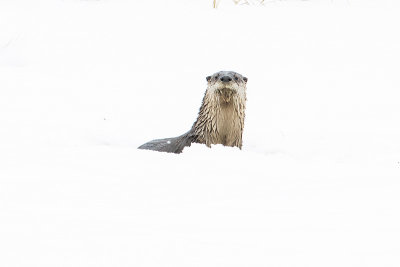 river otter 022017_MG_2768