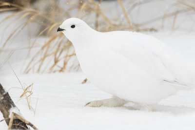 willow ptarmigan 021917_MG_2616 