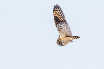 short-eared owl 030917_MG_4895 