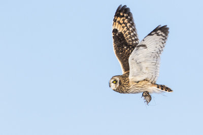 short-eared owl 030917_MG_4958 