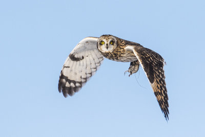 short-eared owl 030917_MG_4967 